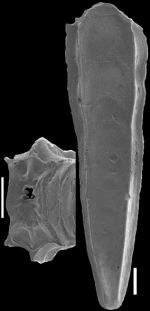 Plectofrondicularia turgida Hornibrook, 1961 Identified specimen