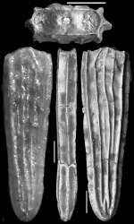 Plectofrondicularia totomoiensis Makiyama, 1931 Paratype