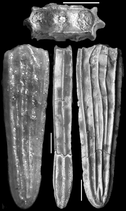 Plectofrondicularia totomoiensis Makiyama, 1931 Paratype Plectofrondicularia totomoiensis Makiyama, 1931 Paratype