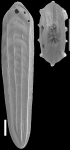 Plectofrondicularia digitalis (Neugeboren, 1850) Identified specimen