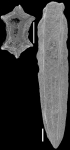 Plectofrondicularia parri Finlay, 1939 Topotype