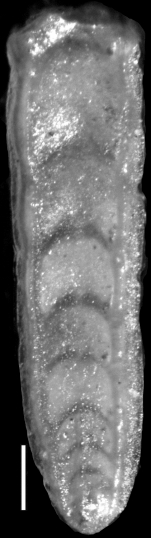 Plectofrondicularia hedbergi Cushman, 1943 Holotype