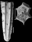 Amphimorphina californica Cushman & MCMasters, 1936 Holotype