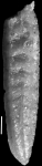 Plectofrondicularia pohana Finlay, 1939 Paratype