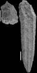 Plectofrondicularia pohana Finlay, 1939 Topotype