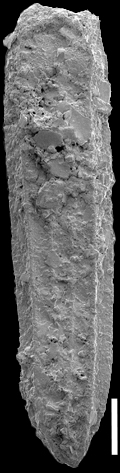 Plectofrondicularia pohana Finlay, 1939 Topotype Plectofrondicularia pohana Finlay, 1939 Topotype