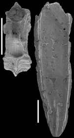 Plectofrondicularia proparri Finlay, 1947 Identified specimen