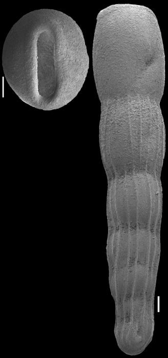 Plectolingulina crassa (Cushman & Bermudez, 1936) Identified specimen Plectolingulina crassa (Cushman & Bermudez, 1936) Identified specimen