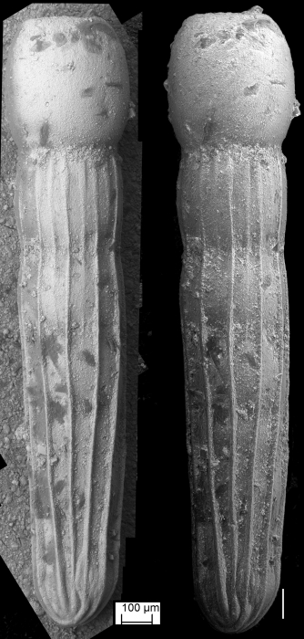 Amphimorphina crassa (Cushman & bermudez, 1936) Holotype Amphimorphina crassa (Cushman & bermudez, 1936) Holotype