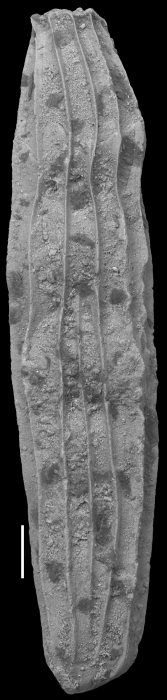 Amphimorphina ignota Cushman & Siegfus, 1939 Holotype Amphimorphina ignota Cushman & Siegfus, 1939 Holotype