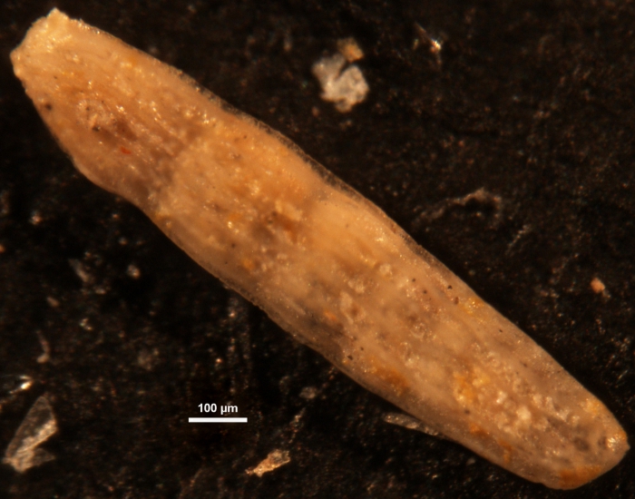Amphimorphina ignota Cushman & Siegfus, 1939 Holotype Amphimorphina ignota Cushman & Siegfus, 1939 Holotype