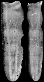 Plectofrondicularia paucicostata Cushman & Jarvis, 1929 Holotype
