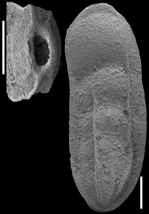 Plectolingulina paucicostata (Cushman & Jarvis, 1929) Identified specimen. Plectolingulina paucicostata (Cushman & Jarvis, 1929) Identified specimen.