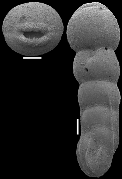 Plectolingulina paucicostata (Cushman & Jarvis, 1929) Identified specimen