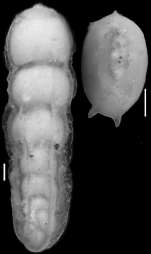 Plectofrondicularia lirata Bermudez, 1937. Holotype