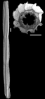 Staffia tosta (Schwager, 1866) Identified specimen