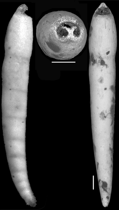 Ellipsonodosaria dentaliniformis (Cushman & Jarvis, 1934) Holotype