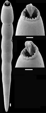 Carchariostomoides dentaliniformis (Cushman & Jarvis, 1934) Identified specimen