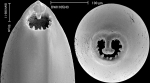Carchariostomoides dentaliniformis (Cushman & Jarvis, 1934) Identified specimen.