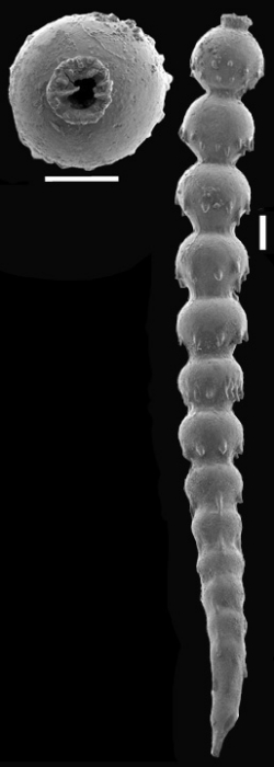 Caveastomella adolphina (d'Orbigny, 1846) Identified specimen Caveastomella adolphina (d'Orbigny, 1846) Identified specimen