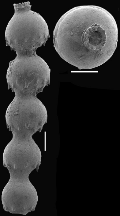 Caveastomella adolphina (d'Orbigny, 1846) Identified specimen Caveastomella adolphina (d'Orbigny, 1846) Identified specimen