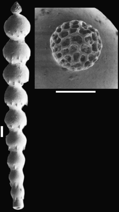 Dentalina adolphina d'Orbigny, 1846 Topotype