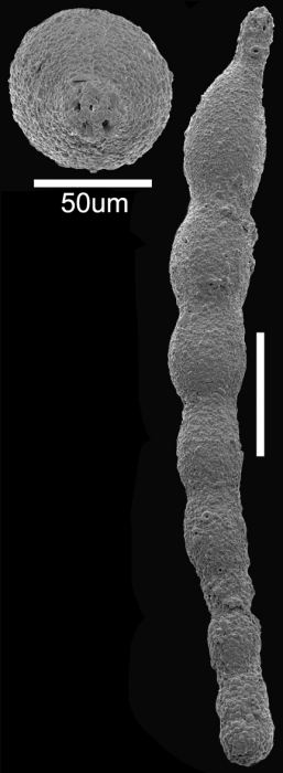 Caveastomella caralpae Hayward & Kawagata, 2012 Holotype