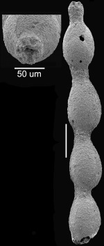 Caveastomella caralpae Hayward & Kawagata, 2012 Paratype