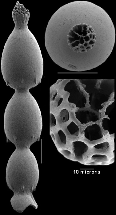 Caveastomella weinholzi Hayward & Kawagata, 2012 Holotype