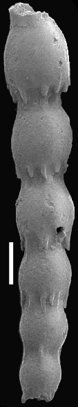 Caveastomella stephensoni (Cushman, 1936) Identified specimen Caveastomella stephensoni (Cushman, 1936) Identified specimen