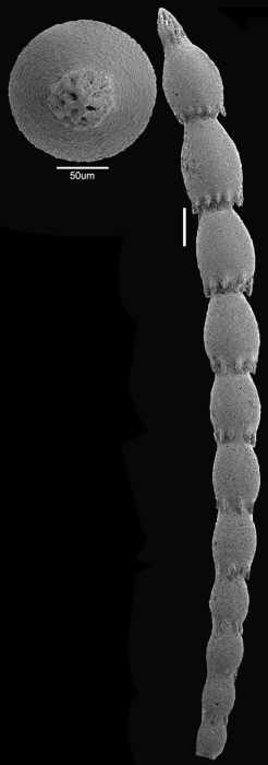 Caveastomella stephensoni (Cushman, 1936) Identified specimen