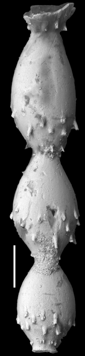 Ellipsonodosaria horridens Cushman, 1936 Holotype