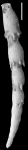 Ellipsonodosaria stephensoni Cushman, 1936 Holotype