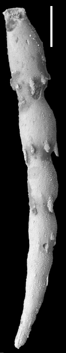 Ellipsonodosaria stephensoni Cushman, 1936 Holotype Ellipsonodosaria stephensoni Cushman, 1936 Holotype