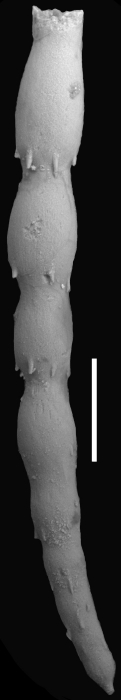 Ellipsonodosaria stephensoni var. speciosa Cushman, 1938 Holotype Ellipsonodosaria stephensoni var. speciosa Cushman, 1938 Holotype