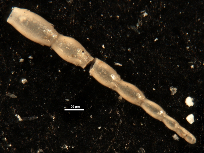 Ellipsonodosaria calvertensis Cushman, 1948 Holotype Ellipsonodosaria calvertensis Cushman, 1948 Holotype
