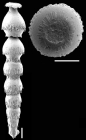 Siphonodosaria bradyi (Cushman, 1927). Identified specimen