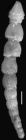 Ellipsonodosaria caribaea Palmer & bermudez, 1936. Holotype