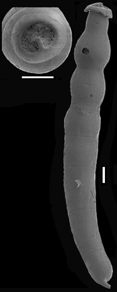 Siphonodosaria consobrina (d'Orbigny, 1846). Identified specimen Siphonodosaria consobrina (d'Orbigny, 1846). Identified specimen