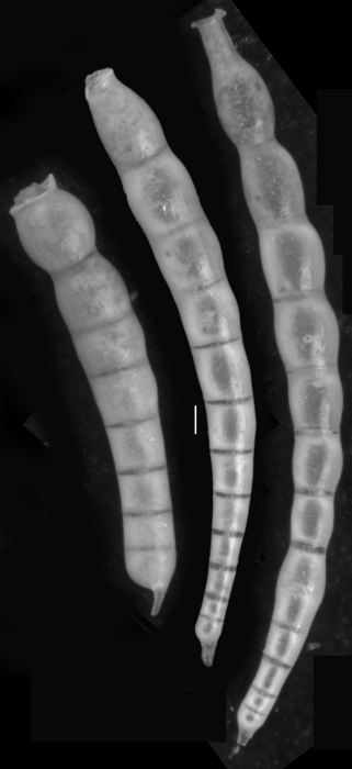 Dentalina consobrina d'Orbigny, 1846. Topotype