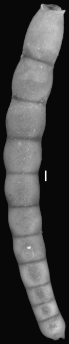 Dentalina verneuilii d'Orbigny, 1846. Topotype Dentalina verneuilii d'Orbigny, 1846. Topotype