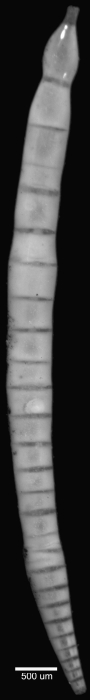 Nodosaria japonica Cushman, 1913. Holotype Nodosaria japonica Cushman, 1913. Holotype