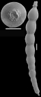 Siphonodosaria curvature (Cushman, 1939). Identified specimen