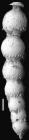 Ellipsonodosaria curvatura Cushman, 1939 Holotype