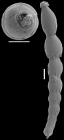 Siphonodosaria curvatura (Cushman, 1939) Identified specimen