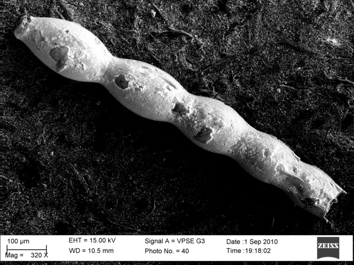 Ellipsonodosaria dentata-glabrata Cushman, 1936. Holotype