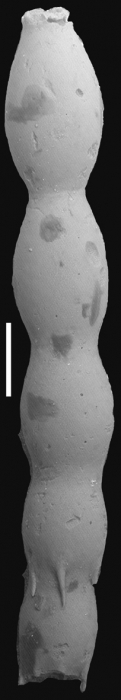 Ellipsonodosaria dentata-glabrata Cushman, 1936. Holotype Ellipsonodosaria dentata-glabrata Cushman, 1936. Holotype