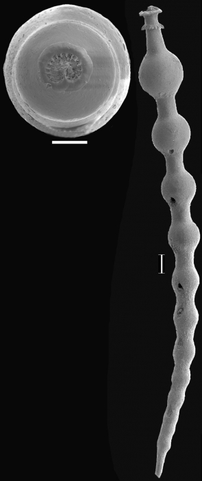 Siphonodosaria gracillima (Cushman & Jarvis, 1934) Identified specimen