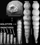 Nodogenerina cooperensis Cushman, 1933 Holotype