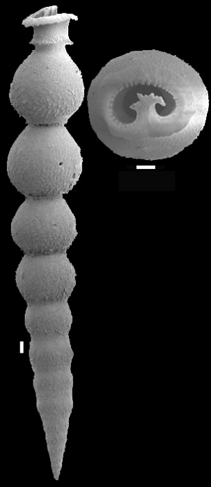 Siphonodosaria hispidula (Cushman, 1917) Identified specimen